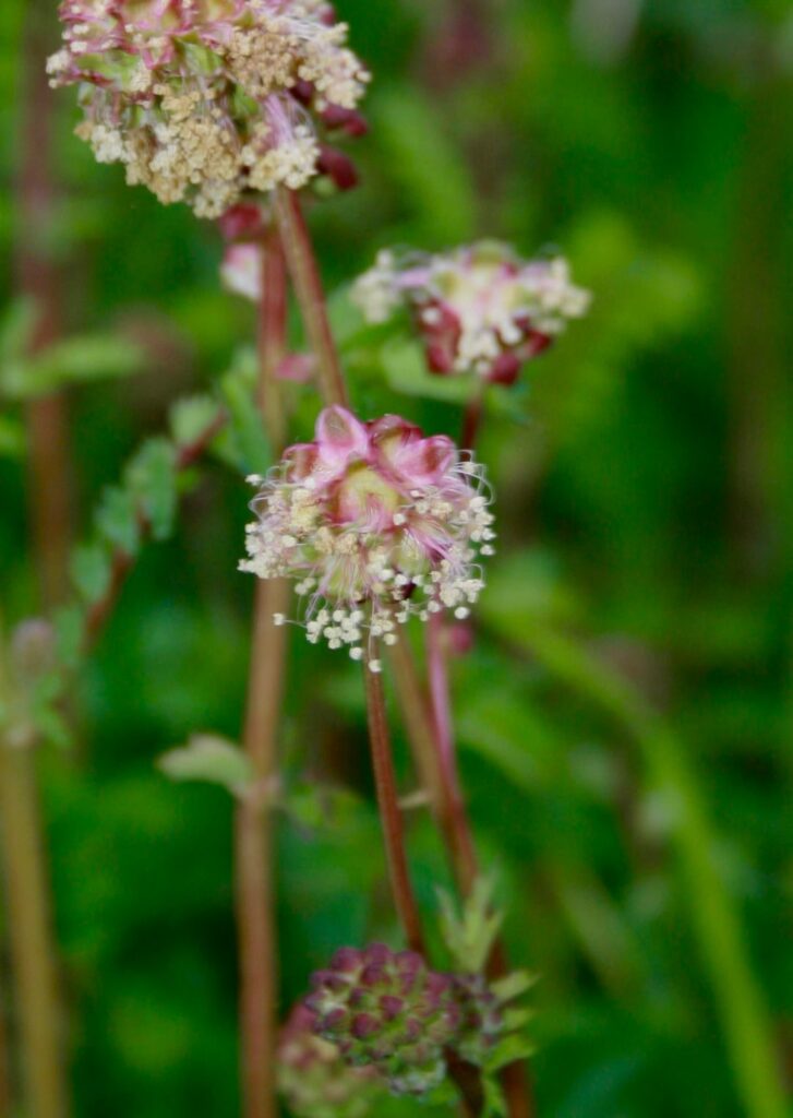 NW England
