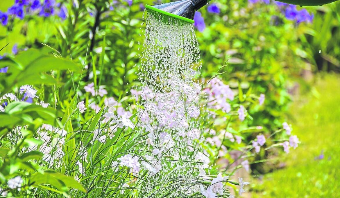 Longford horticultural group calls on green-fingered enthusiasts to join Longford horticultural group calls on green-fingered enthusiasts to join