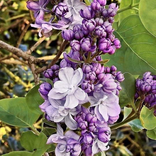 Scentara® Double Blue Lilac