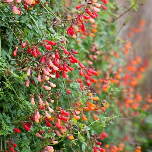 Eccremocarpus scaber (Chilean Glory Flower)