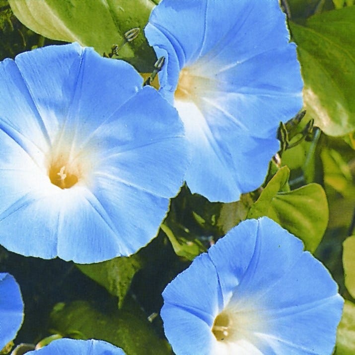 Morning glory 'Heavenly Blue'