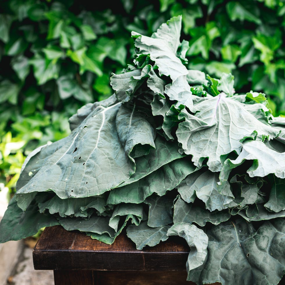 Freshly harvested collard greens from the garden. Fresh cabbage leaves freshly harvested collard greens from the garden. fresh cabbage leaves