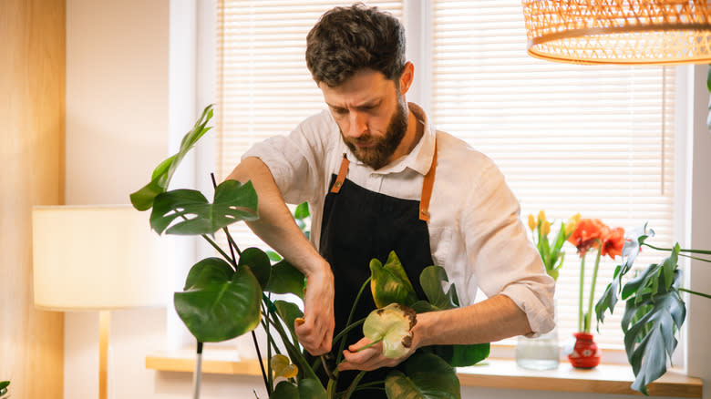 Man tending to a sick plant