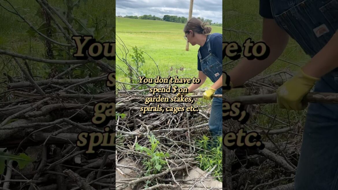 Free and easy tomato (and other plant) stakes. Unlimited supply! #gardeningtips #growingtomatoes
