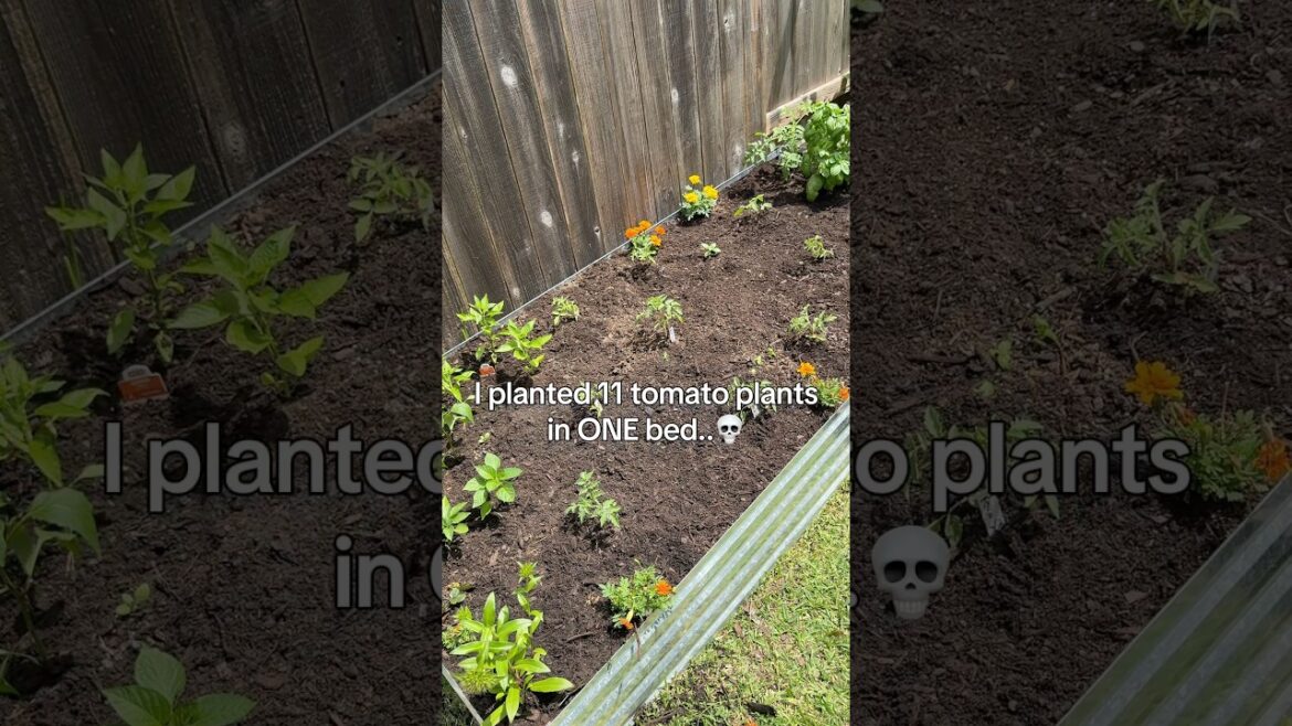 11 Tomato Plants in ONE Bed… Mistake? 😬