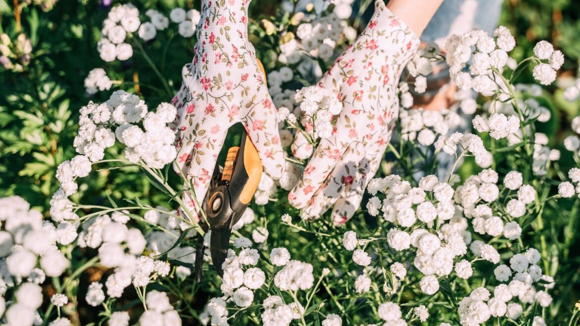 Eight essential May gardening jobs for ‘colourful blooms’ throughout the summer Daily Mirror