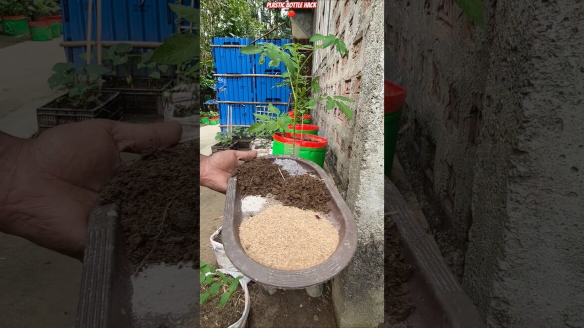 😲 Grow Tomato Faster with Plastic Bottle Hack 🍅 | Root Booster Mix Secret! 💥 #shorts #tomatogrowth