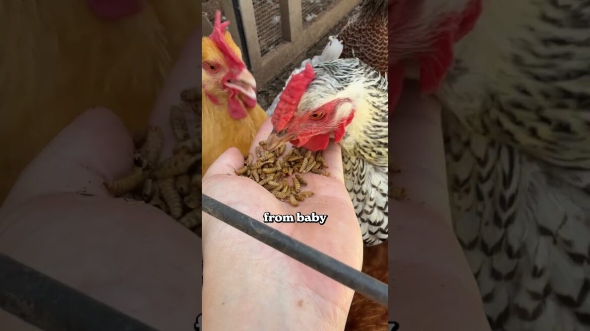 Here's how I built my homestead...