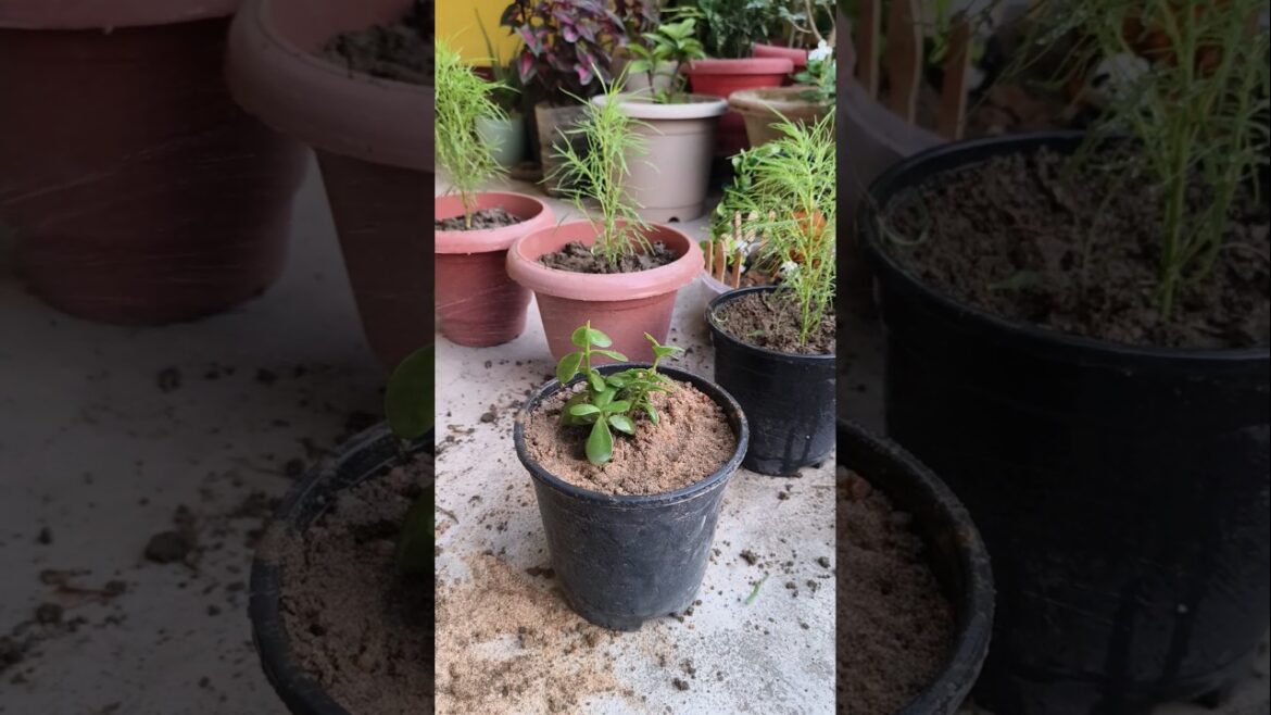 How to report jade plant 🧑‍🌾✨🪴 nature plantlover's #homegardenig #ytshorts #foodandflowers #shorts