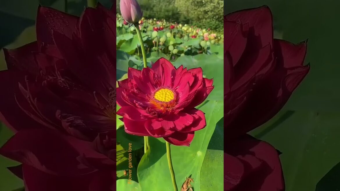 lotus flower blooms🪷 |#music #flowers #gardenideas    #gardendesign #nature #flowergarden #garden