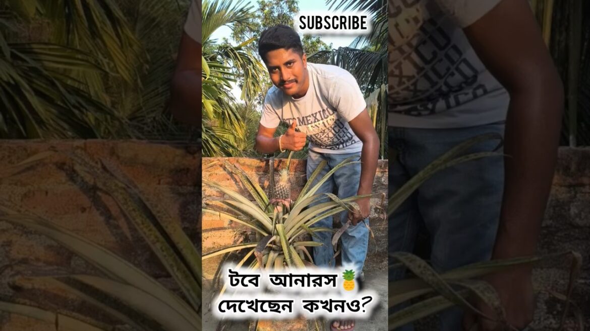টবে আনারস 🍍 দেখেছেন কখনও? 🌳❤️ #youtubeshorts #plants #shortvideo #gardening #shorts #short #ytshorts