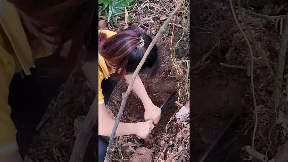 Single Mother Harvesting brown tubers to sell - Vegetable gardening #singlemomlife #realstory part 1