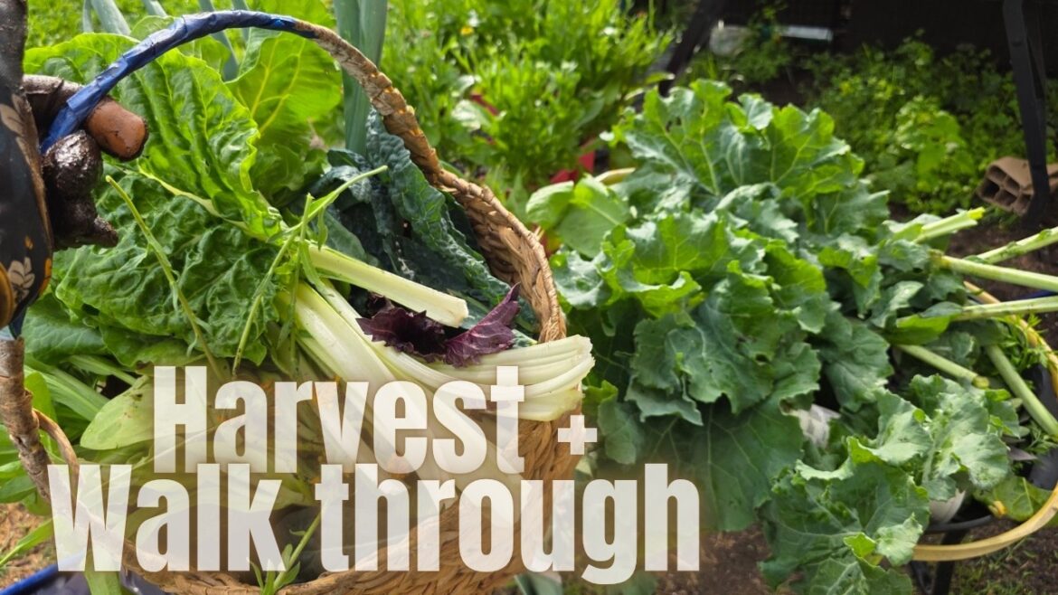 First Container Garden Harvest of Spring! Soring Eps 21 || The Garden is Blooming First Container Garden Harvest of Spring! Soring Eps 21 || The Garden is Blooming