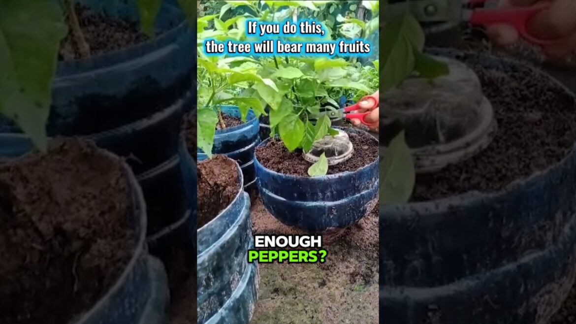 Grow Chili Plants Fast 🌶️ | 3 Easy Tips for More Peppers #shorts Grow Chili Plants Fast 🌶️ | 3 Easy Tips for More Peppers #shorts