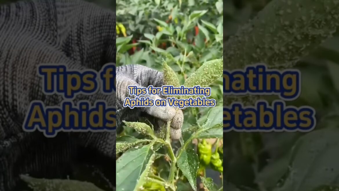 Tips for Eliminating aphids on vegetables #ecofriendly #aphids #pestsolutions #gardening tips g