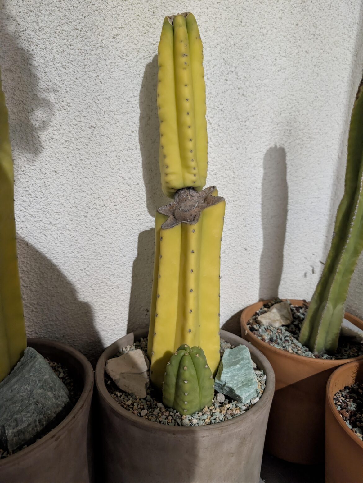San Pedro Yellowing