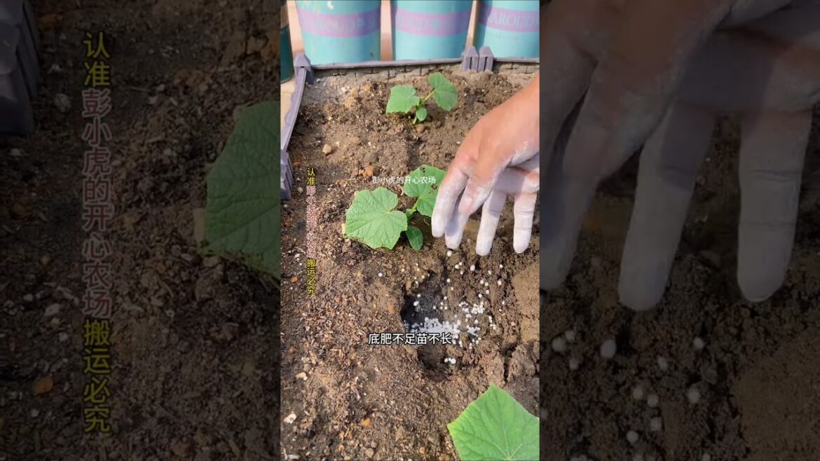 #VegetableGrowth #CropNutrition #VegetableFertilizer #Recombinanthefei #gardening #growingvegetables