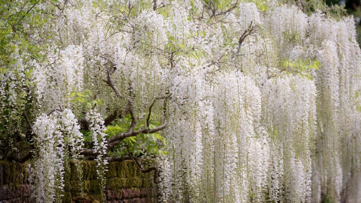 Wisteria will bloom twice a year if key item is adding to the soil Daily Mirror