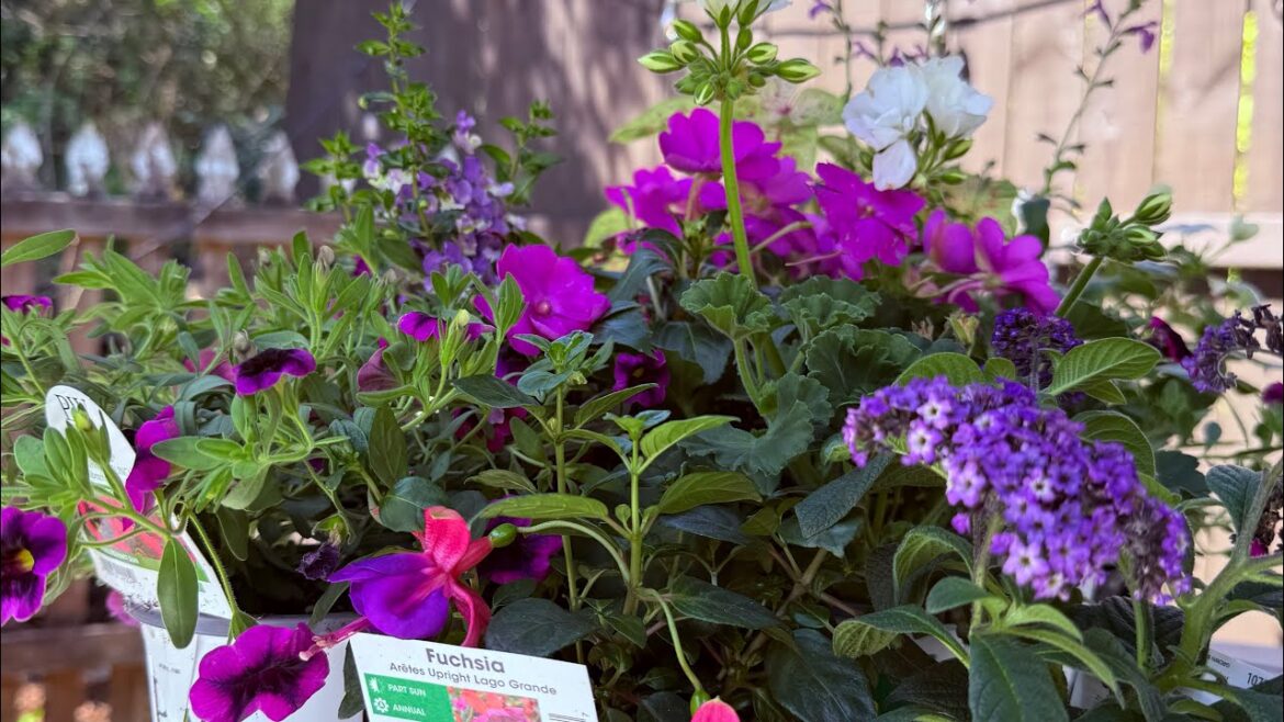 Front Porch Container Garden for Sun & Shade 🌺 Long-Lasting Color + Hummingbirds! Front Porch Container Garden for Sun & Shade 🌺 Long-Lasting Color + Hummingbirds!