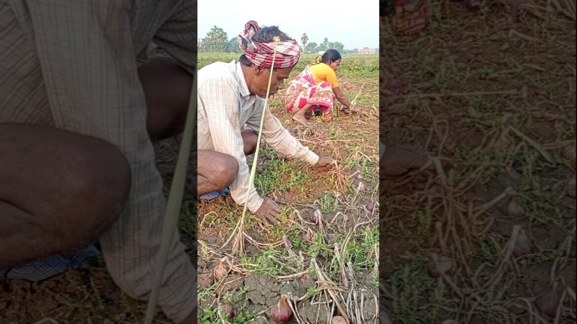 Harvesting Onions Before They Spoil After Rain #shorts