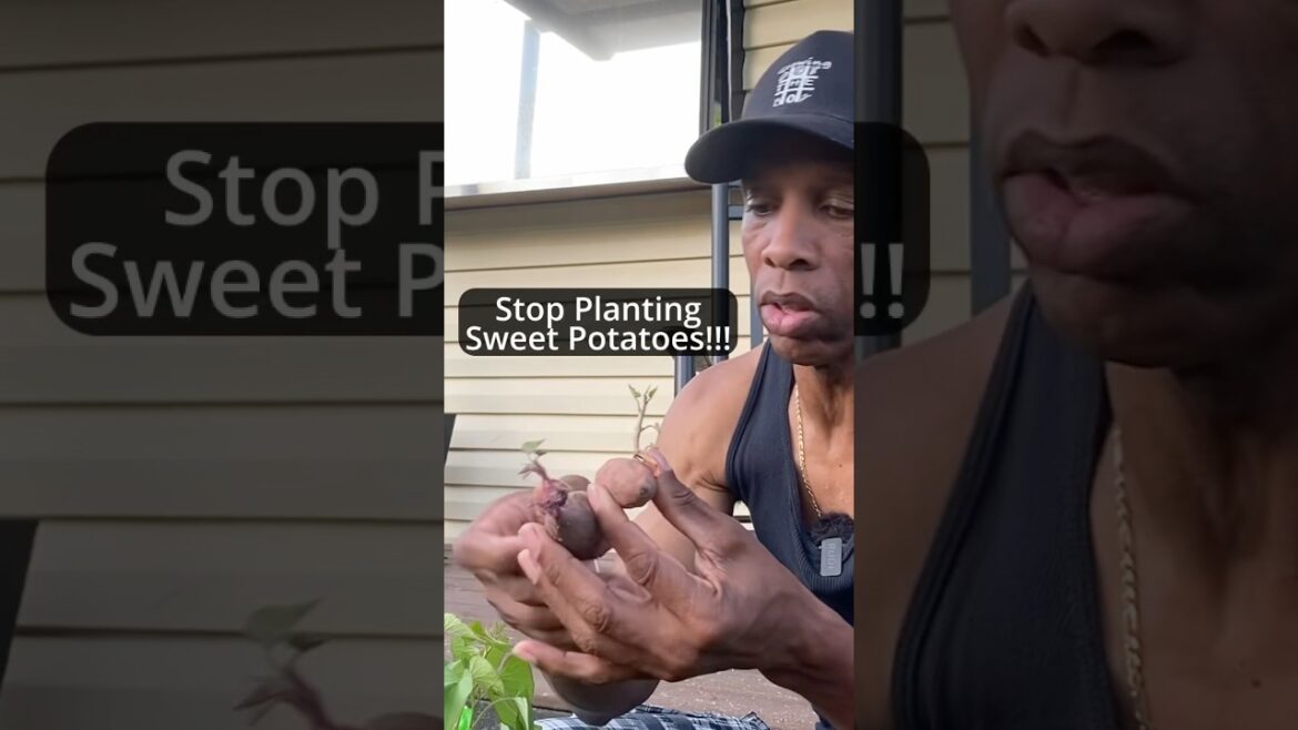 Sweet potatoes won’t grow more sweet potatoes #summeronshorts Sweet potatoes won’t grow more sweet potatoes #summeronshorts