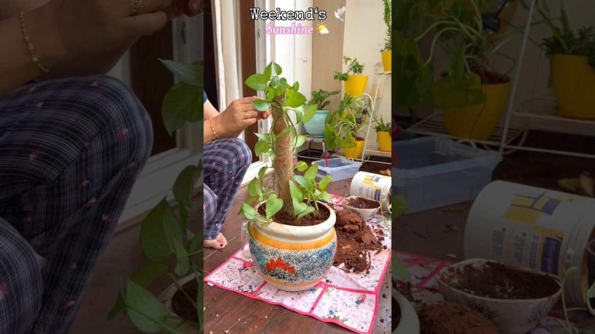 Potting is true Love #marathipunekar