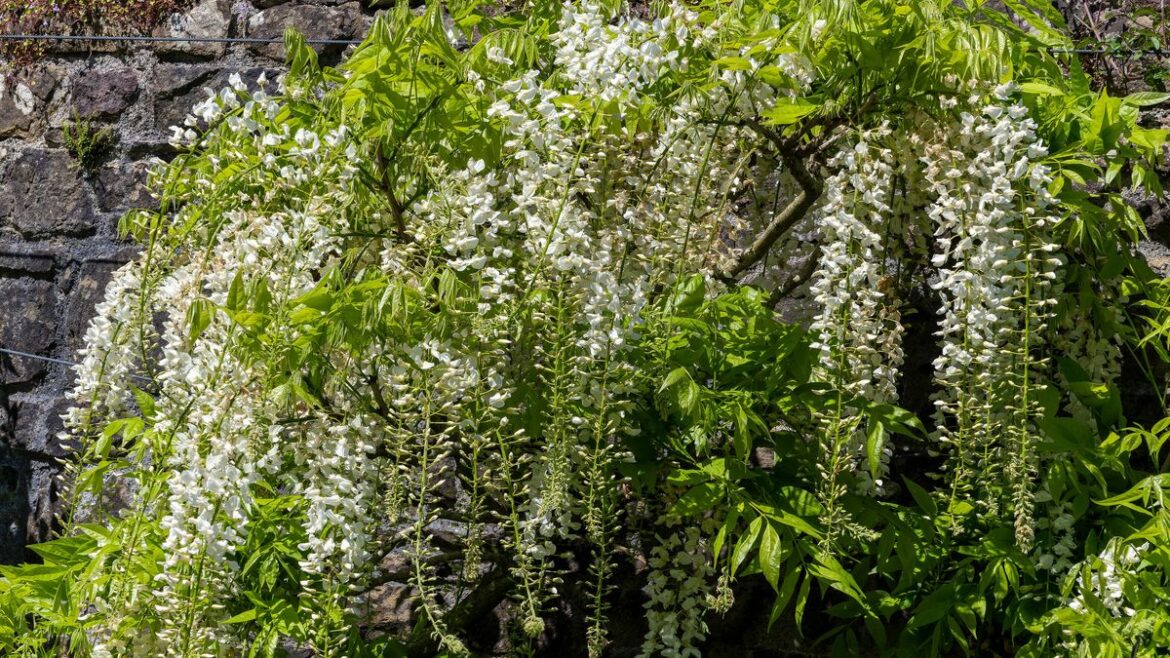 Wisteria will bloom twice a year when gardeners add key item to soil Wales Online