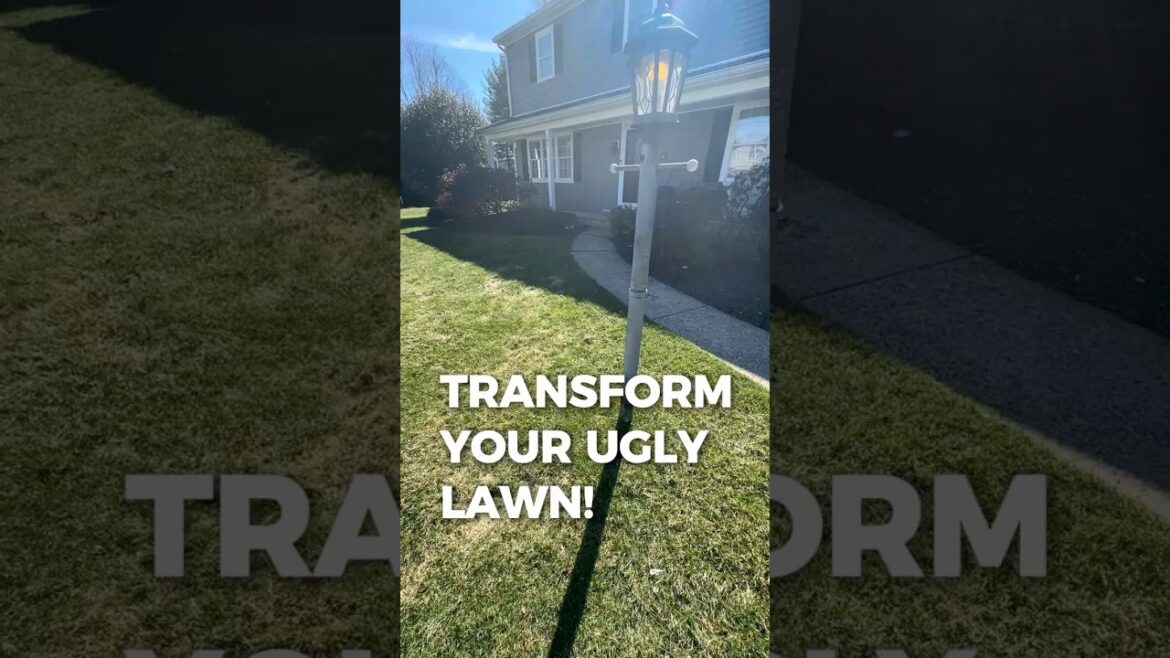 First Before & After of the Year | Front vs Back Lawn Results First Before & After of the Year | Front vs Back Lawn Results