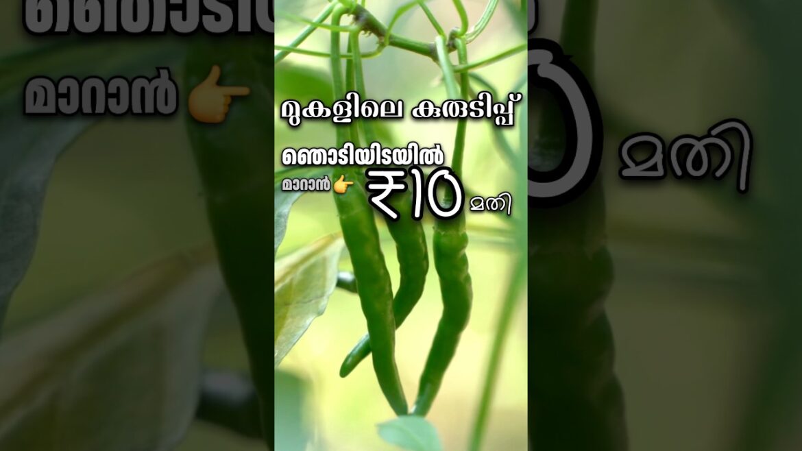 മുകളിലെ കുരുടിപ്പ് ₹10 രൂപക്ക് സൊല്യൂഷൻ #farming #tips #plants #garden #gardening മുകളിലെ കുരുടിപ്പ് ₹10 രൂപക്ക് സൊല്യൂഷൻ #farming #tips #plants #garden #gardening