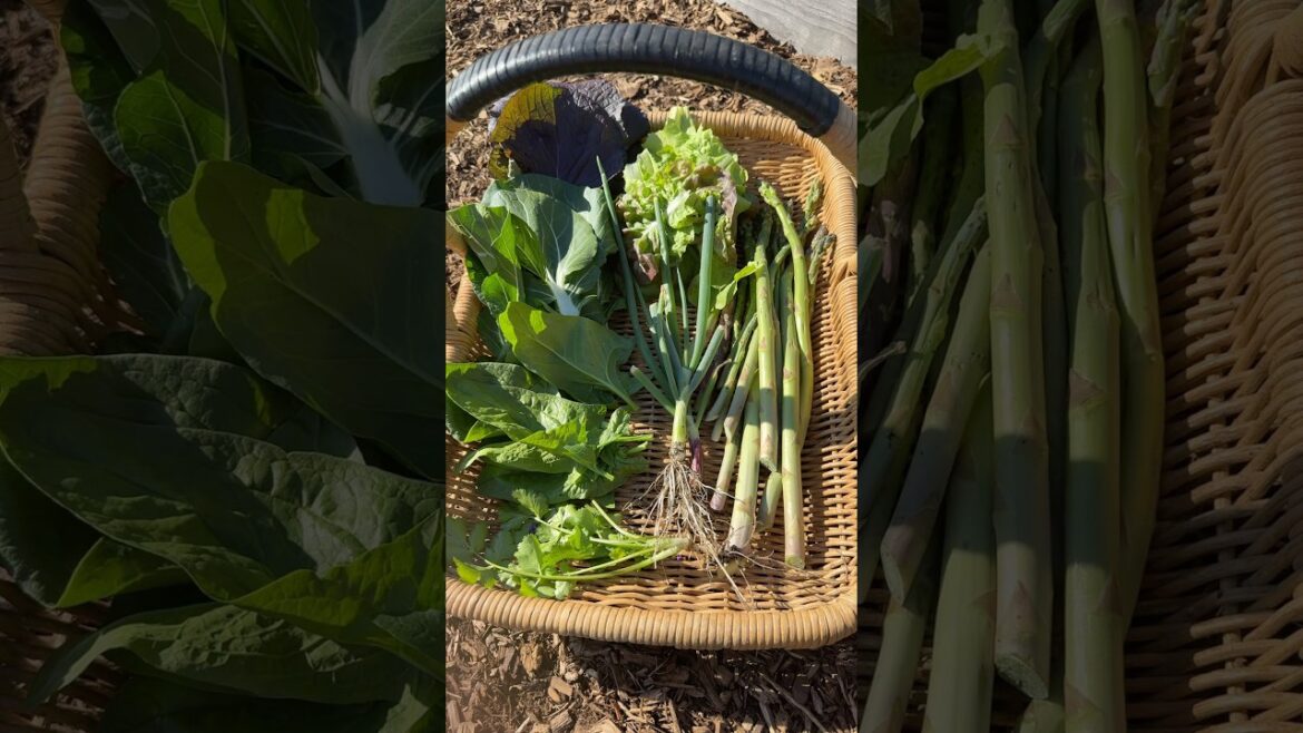 LAST Asparagus Harvest #growyourownfood #garden #gardening #homegardening #backyardgarden