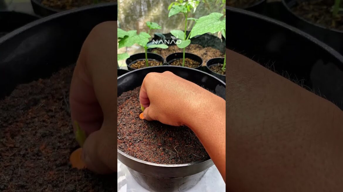 Don't Throw Away Carrot Tops! Regrow Them Like This 🥕✨ #Shorts
