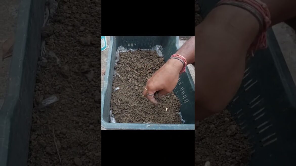 vegetable gardening for beginners #shorts #short #gardening #garden vegetable gardening for beginners #shorts #short #gardening #garden