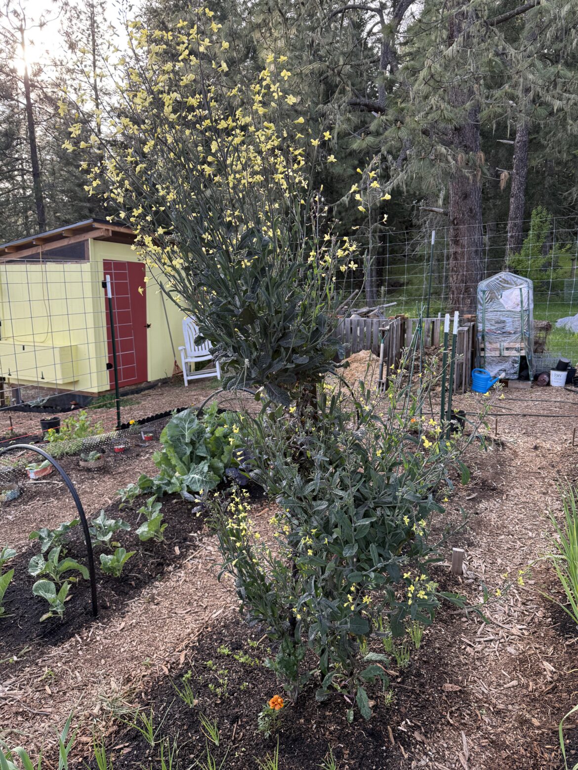 My kale tree