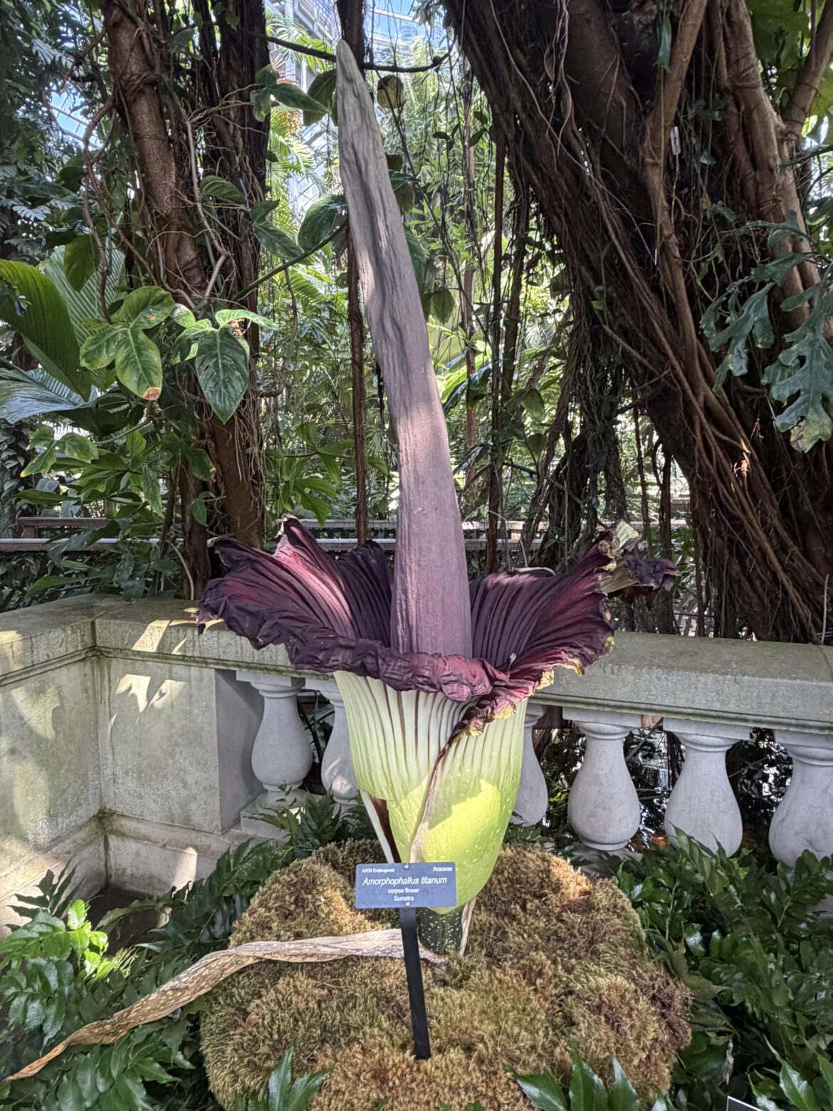 Got to see the corpse flower bloom for the first time since 2021 at the US Botanic Gardens!