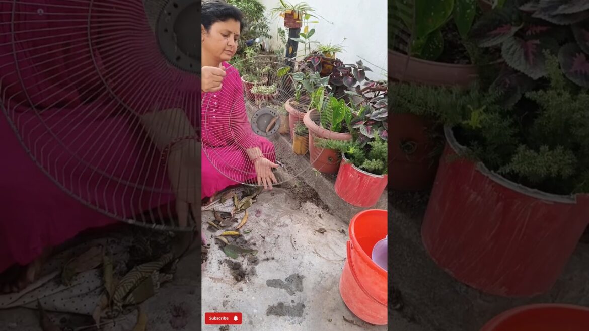 Reuse of waste🌱#shorts #garden #reuse #diy #ideas #propagation #plantcare #green #love