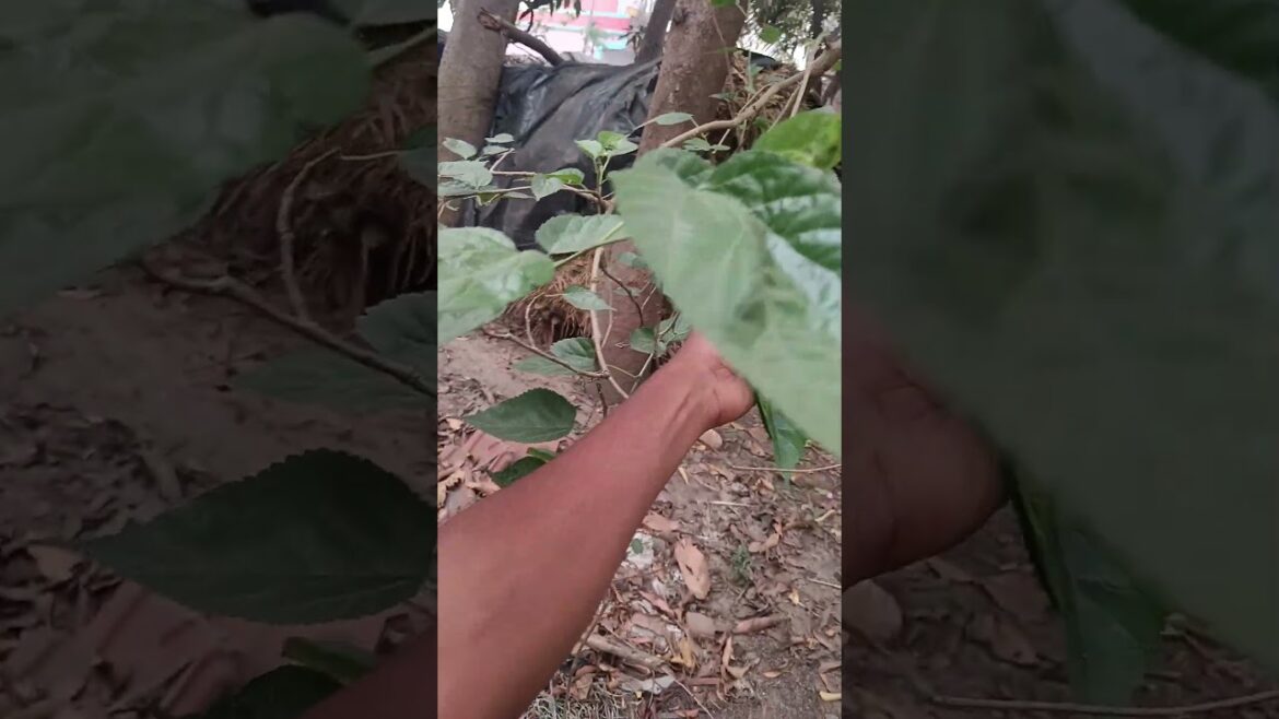 মালবেরী গাছ থেকে সারাবছর ফল পাওয়ার উপায় | Mulberry plant care | How to get mulberry fruit anytime |