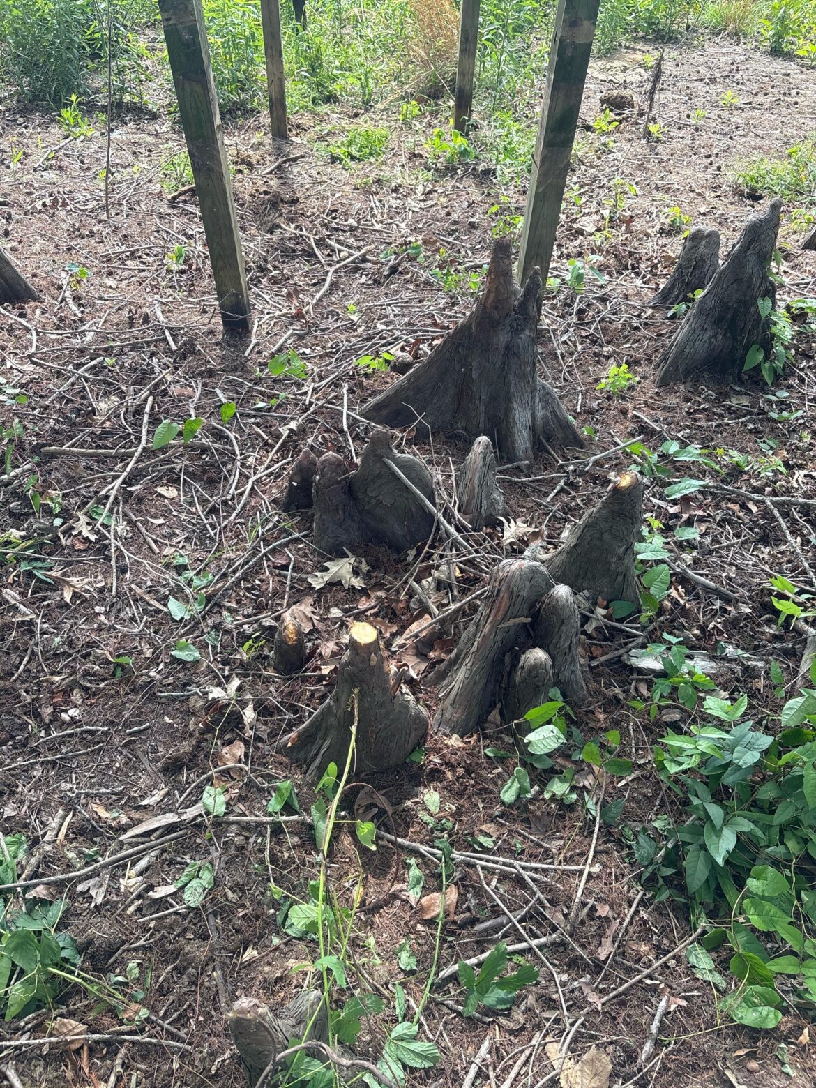 Best way to remove these roots?