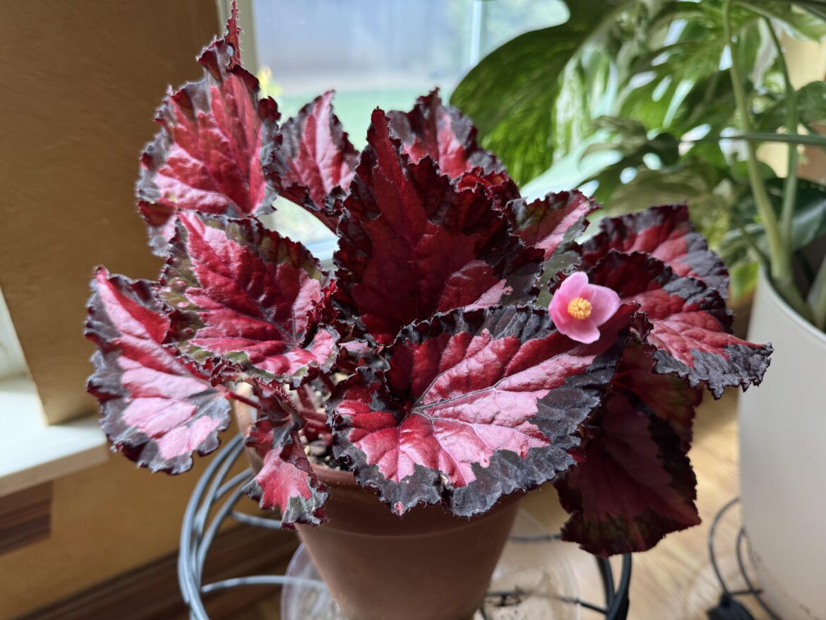 It’s blooming