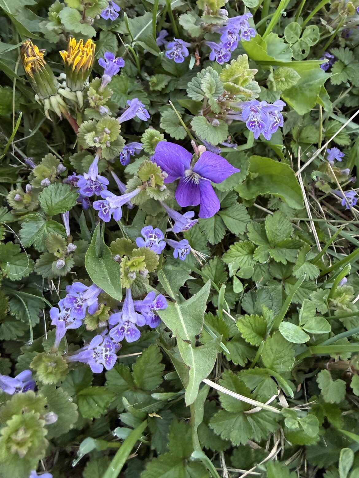 Which is violet which is creeping charlie?