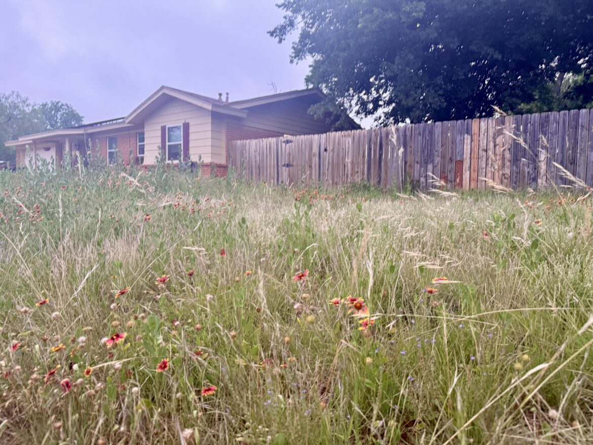 Native Lawn