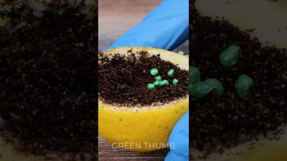 Plants hacks to grow a garden like a PRO 🪴 Plants hacks to grow a garden like a PRO 🪴