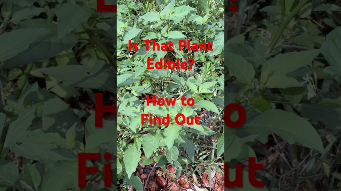 How to Tell if a Plant is Edible