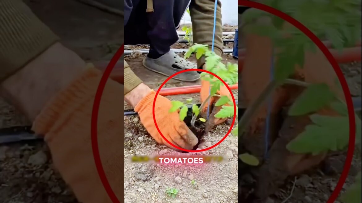 Stop Using Stakes! 🍅 Smart Tomato Growing Trick (No Support Needed) #farming #gardening #tips