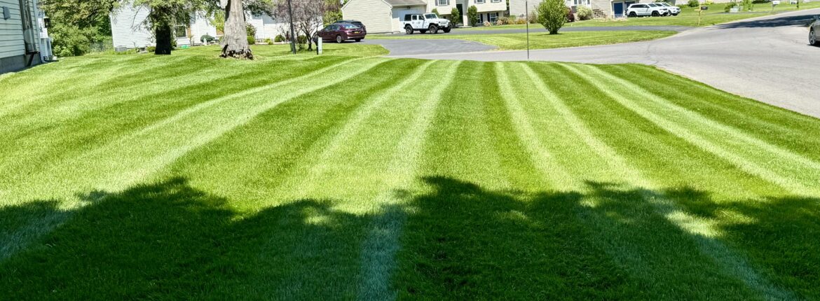 Rate my lawn