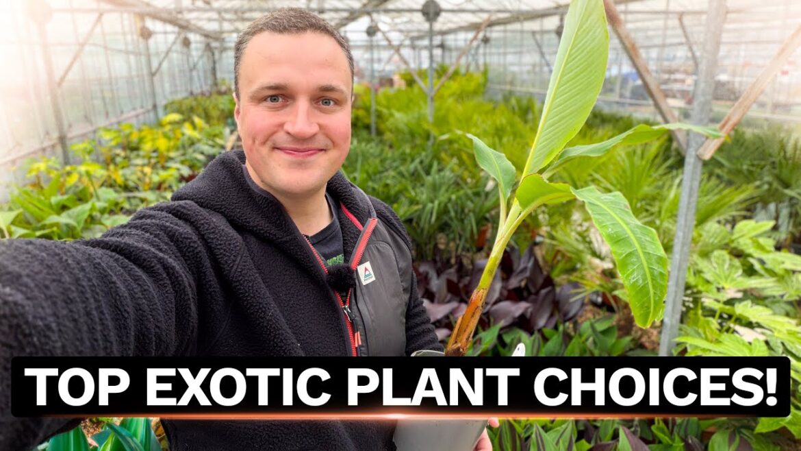 Plant Shopping for a Tropical Jungle Garden - Easy Exotics & Flamboyant Fillers