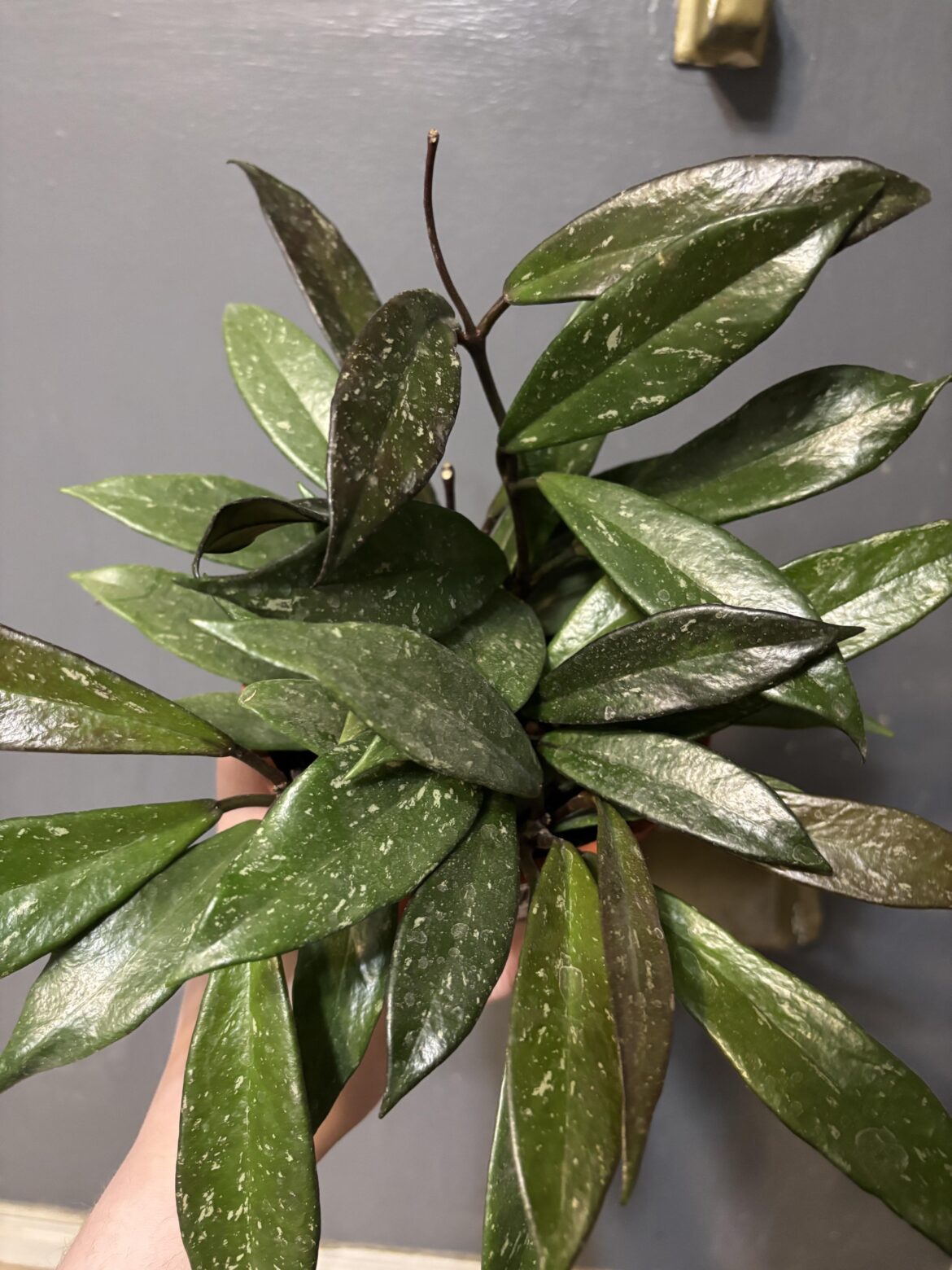 Snagged this beauty for $12!