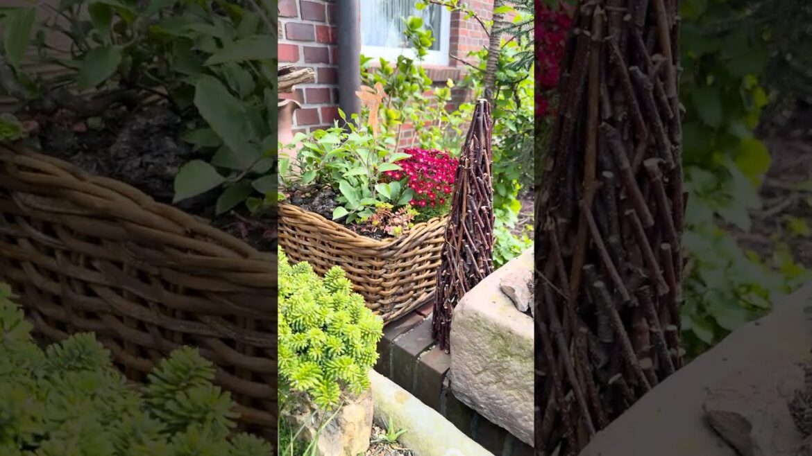 Контейнерное озеленение в моём саду🌿 #garden #сад