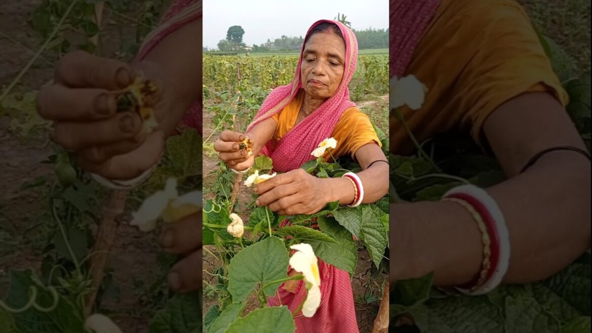 Organic Farming: Spiny Gourd Flower Hand Pollination #shorts