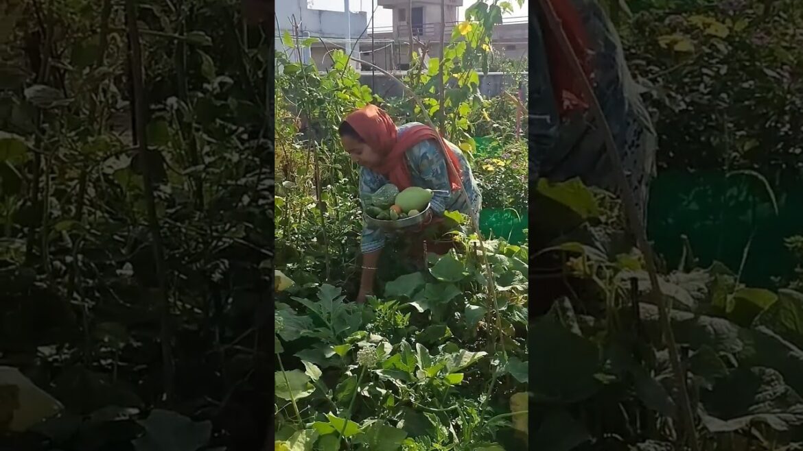 कुछ सब्जियां गर्मियों में बहुत अच्छी होती हैं 🤔 #terracegarden #gardening #youtubeshorts