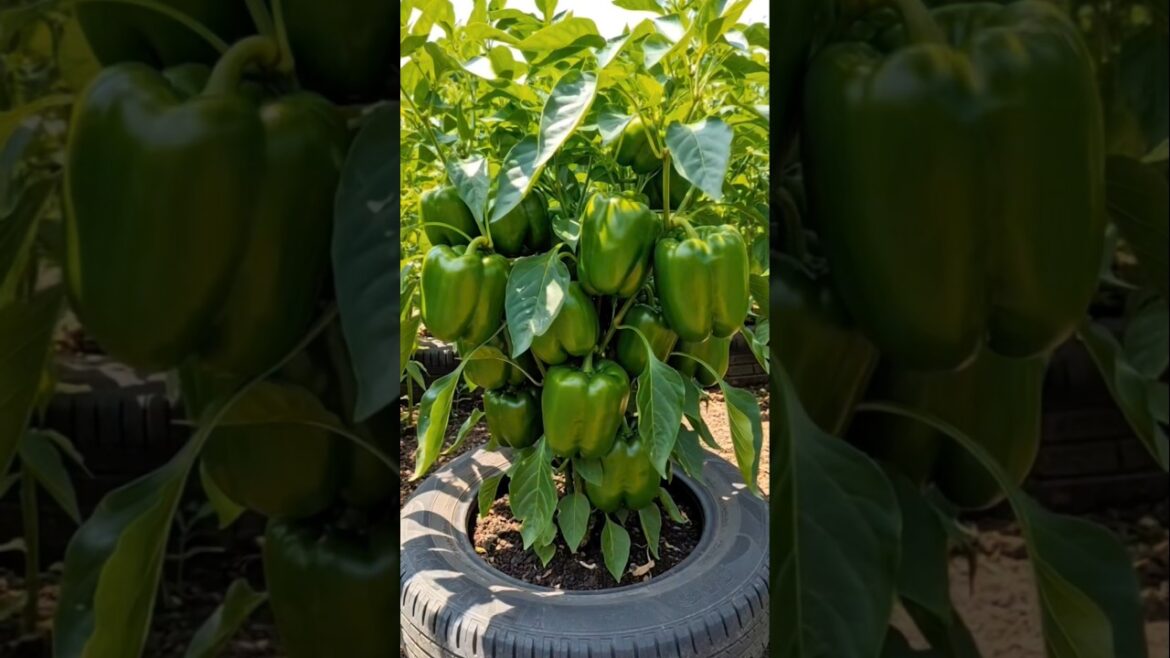 Grow Bell Peppers at Home ๐ถ๏ธ | High Yield Container Gardening Hack ๐๐ฟ #shorts Grow Bell Peppers at Home ๐ถ๏ธ | High Yield Container Gardening Hack ๐๐ฟ #shorts